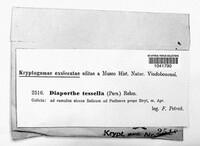 Diaporthe decedens image